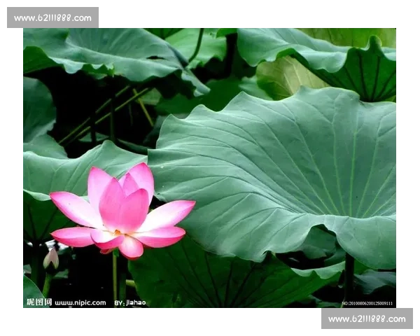 颠覆认知！莲藕与荷叶的共生真相大公开